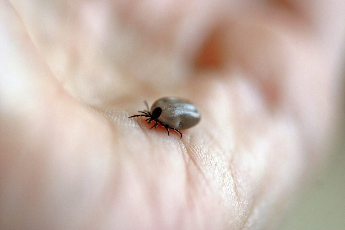 Febbre mucolosa delle Montagne Rocciose: cos'è e quali sono i sintomi della malattia che negli Usa ha provocato 3 decessi