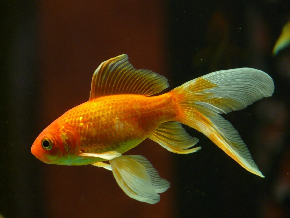 Come tenere un pesce rosso in casa con e senza acquario?