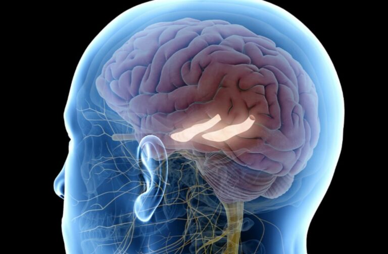 Cos'è l'ippocampo e quali sono le sue funzioni, ecco quale ruolo svolge questo piccolo organo