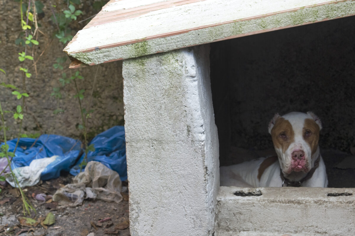 Orrore a Palermo, dà fuoco al cane dopo averlo legato a un palo: denunciato 46enne