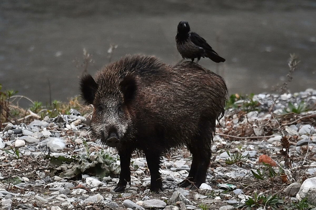 L'Aquila, scambia un cacciatore per un cinghiale e gli spara: ferito gravemente a Civitella Roveto