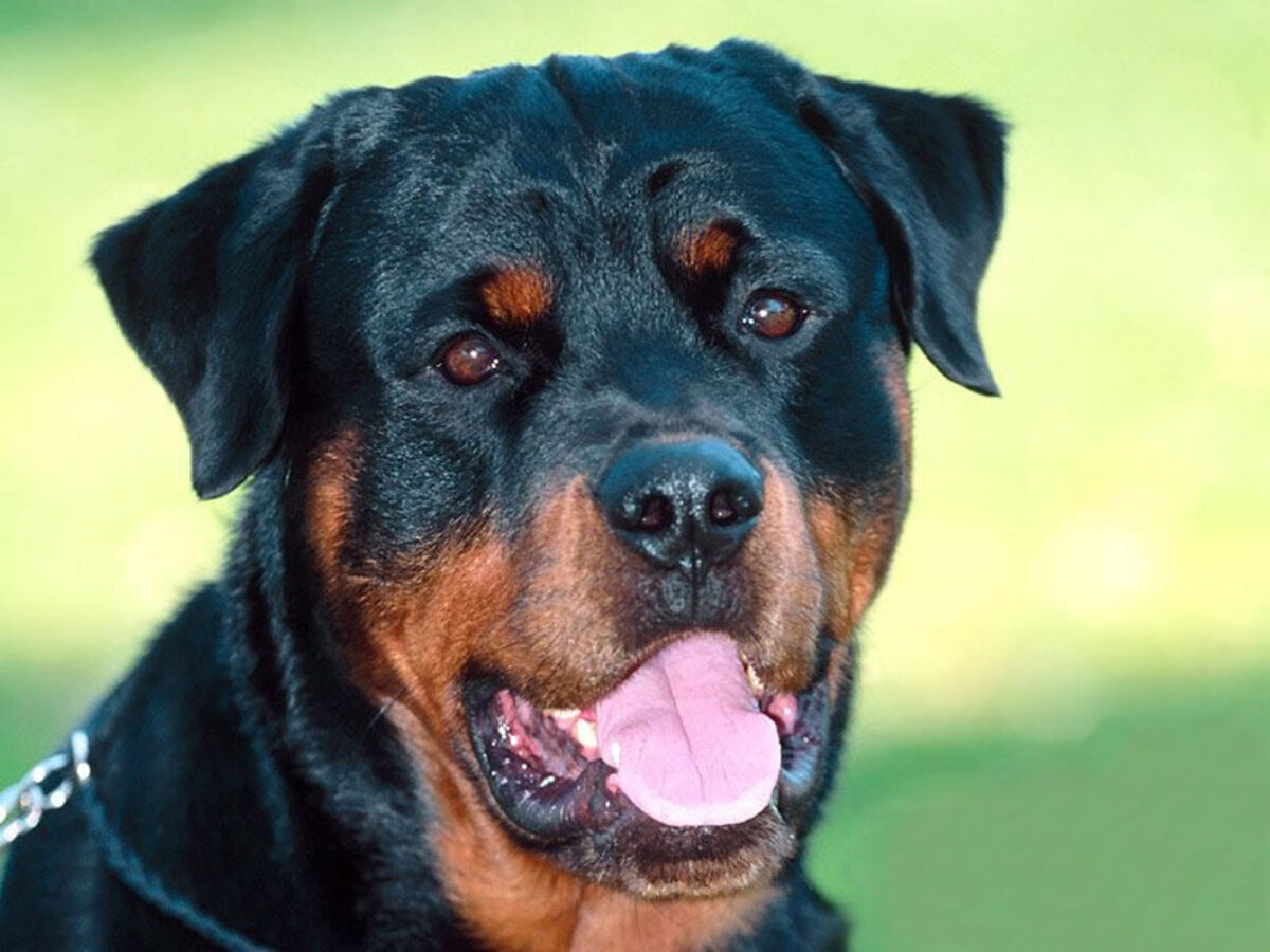 I rottweiler sono aggressivi e pericolosi? Il parere del veterinario dopo il caso dell'uomo sbranato a Manziana