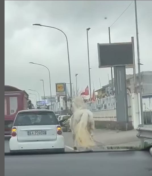 Napoli, la denuncia su Instagram di Borrelli (Avs): "Un cavallo a trotto sull'asfalto, abbiamo sporto denuncia per maltrattamento sugli animali"| VIDEO