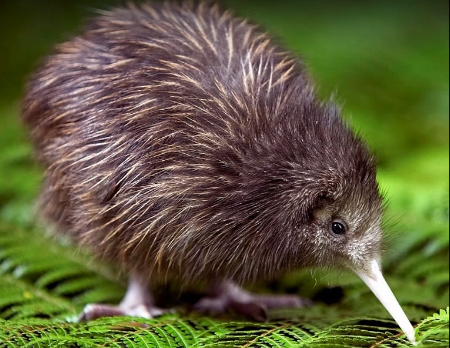 In Nuova Zelanda apre il primo ospedale dedicato ai Kiwi, l'uccello a rischio di estinzione