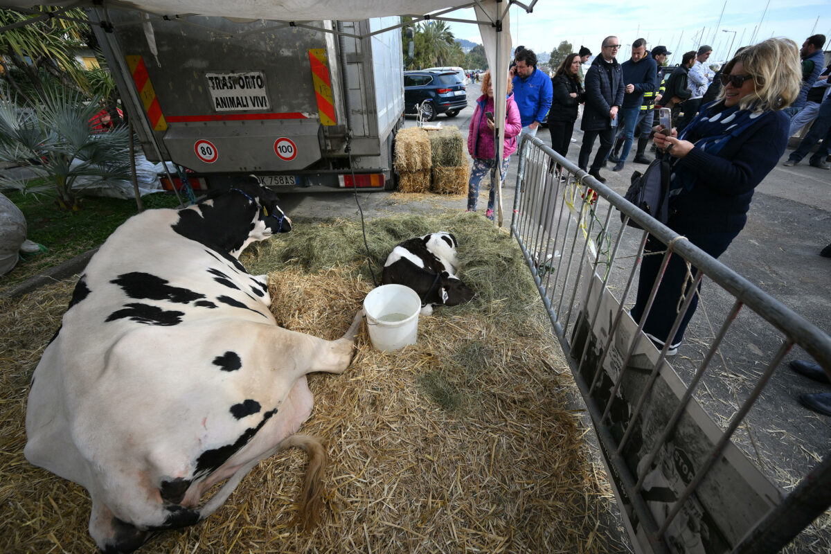 Mucca Ercolina sul red carpet a Sanremo 2024: simbolo della protesta degli agricoltori | VIDEO