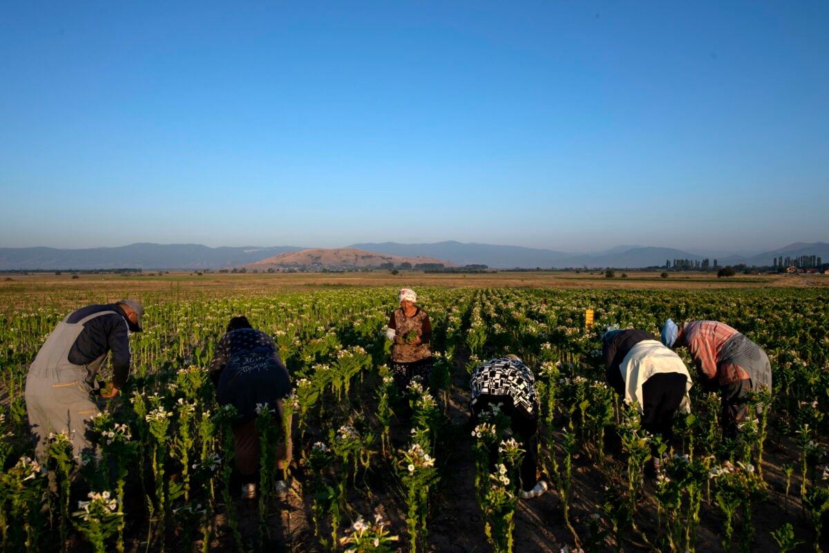 Lavoratori agricoli occasionali: l'INPS comunica le nuove aliquote contributive per il 2024