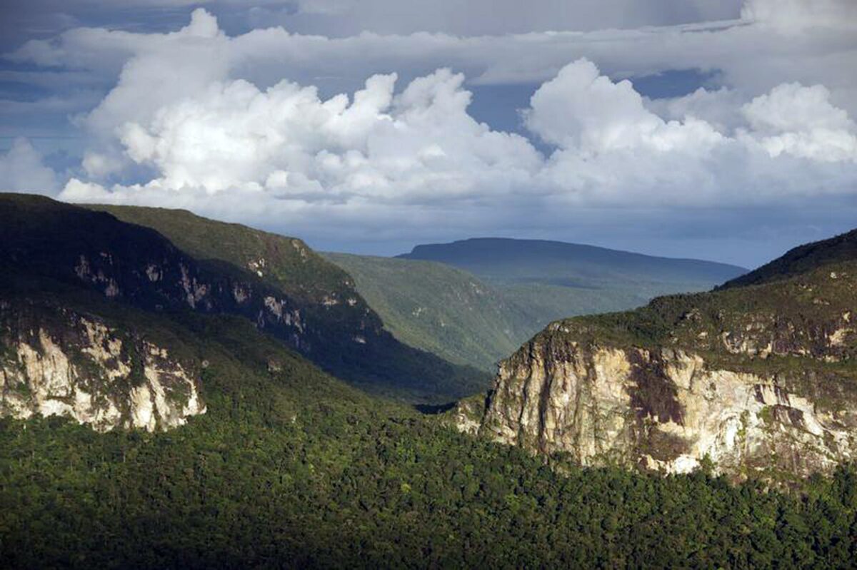 Amazzonia, foresta a rischio estinzione entro il 2050: i dati dello studio sull'ecosistema