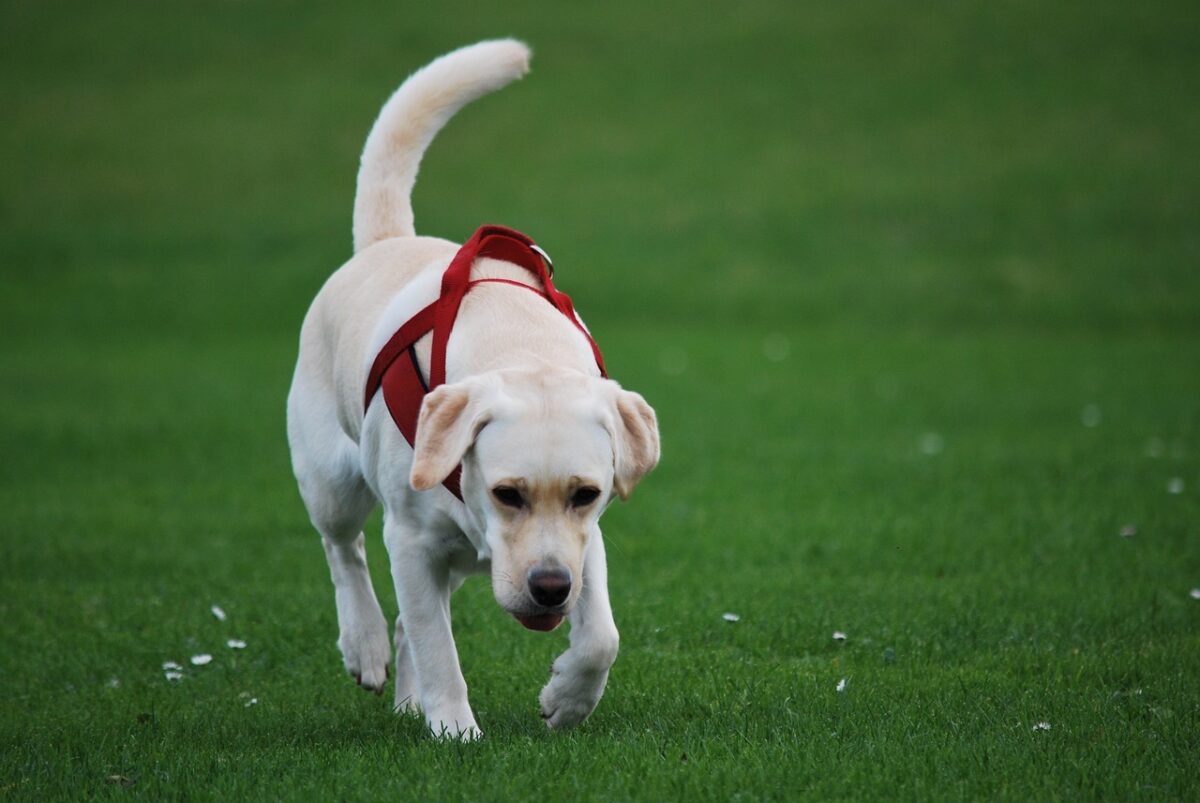 Perchè i cani mangiano le proprie feci? Cosa fare e conseguenze per l'animale