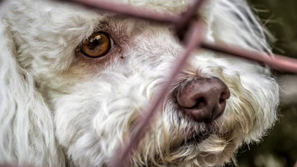 Siracusa, cane torturato: solo una multa per i responsabili