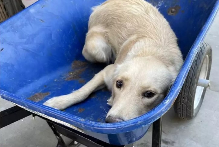 Cagnolina di sei mesi destinata alla soppressione trema nella carriola, ma arriva il colpo di scena