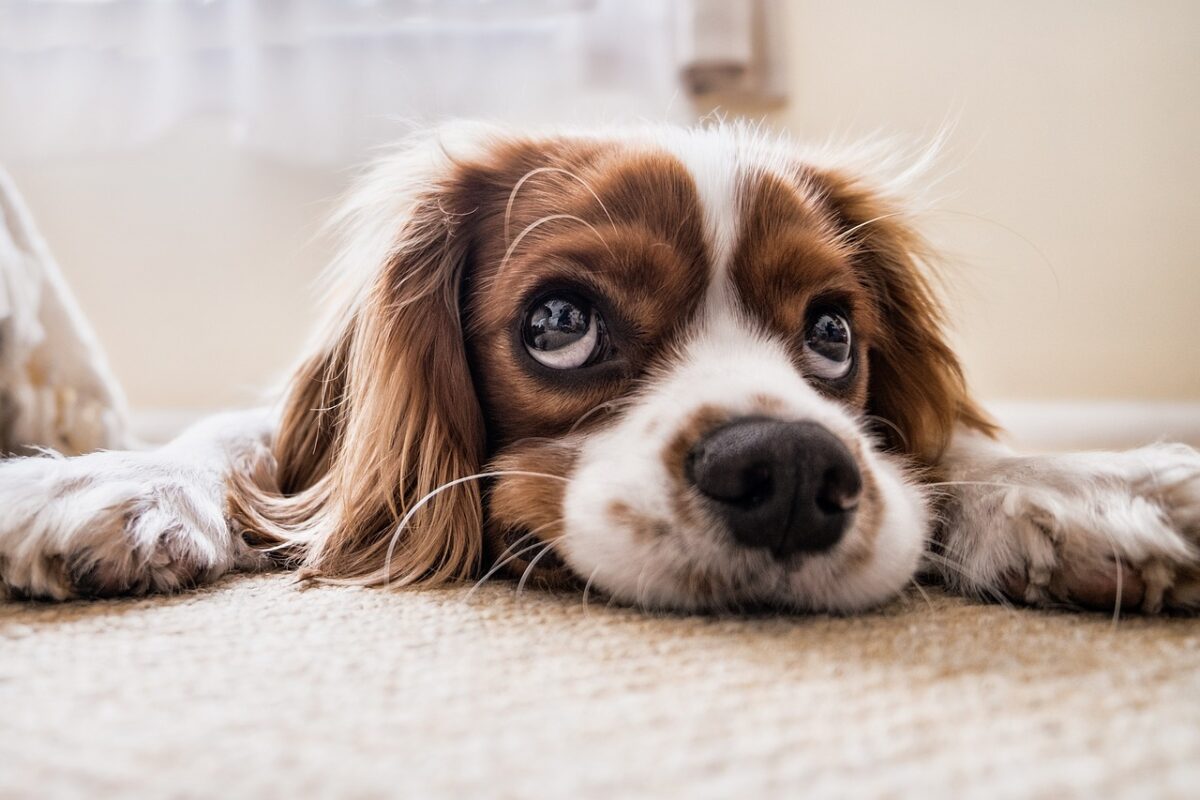 "Doggo Daiily", il fotografo di cani spopola su Instagram: "In Italia mi sono innamorato di questi animali, in Iran è proibito averne". Anticipazioni sul libro