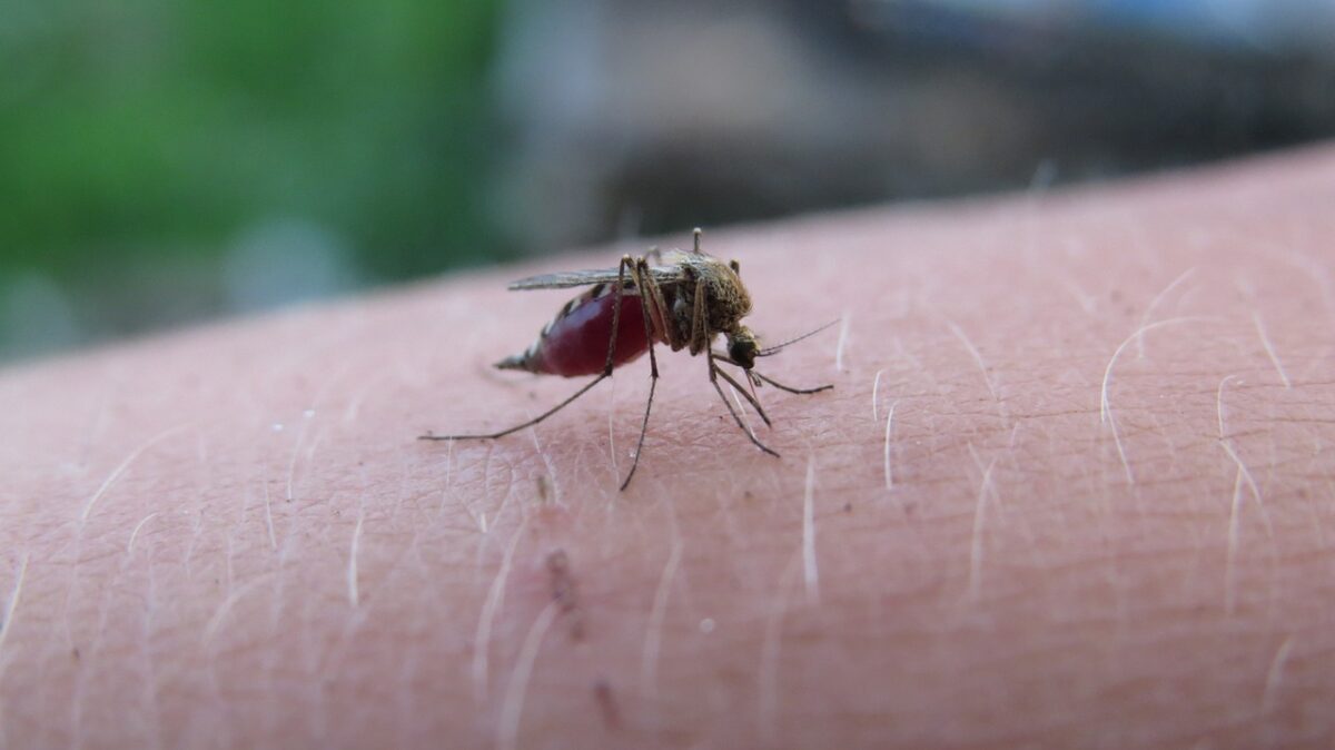 Caso Kouamé: la malaria è contagiosa? Niente panico, il prof. Bassetti rassicura: "Si trasmette solo con puntura. Basta seguire la profilassi"