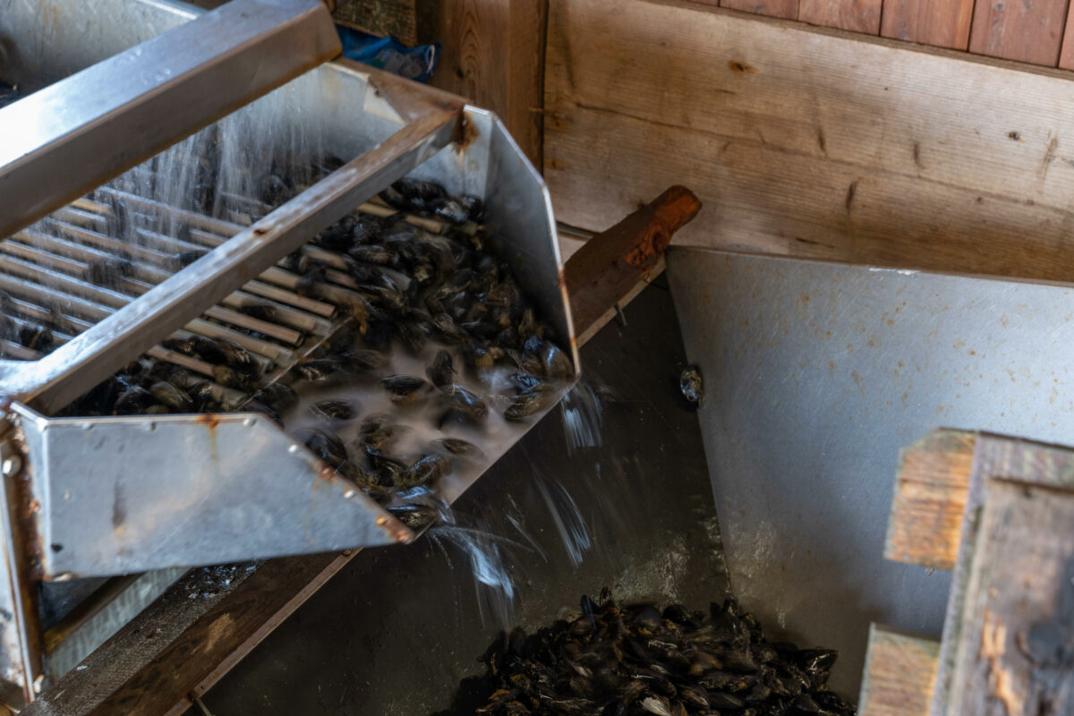 Vongole veraci, il granchio blu devasta la produzione nell'Alto Adriatico. Genari (Consorzio Goro): "Difficoltà enormi. Proviamo ad andare avanti, ma servono aiuti"