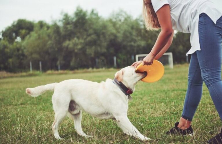 Giocare con i cani aiuta le persone a concentrarsi e rilassarsi, dice uno studio