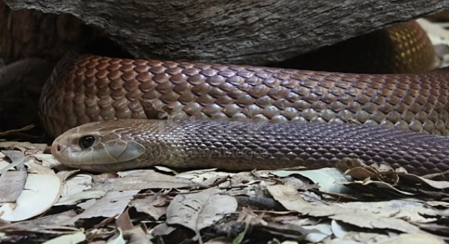 Australia, cerca di salvare i bambini: padre muore per il morso da un serpente bruno in un asilo nido