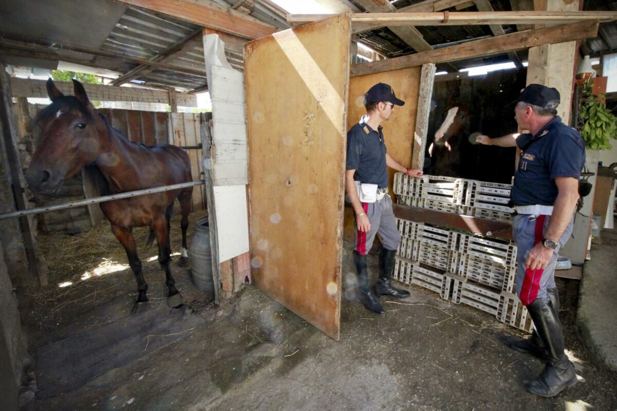 Reggio Emilia, tragedia in un maneggio: morta la 13enne Arianna Giaroli per il calcio di un cavallo