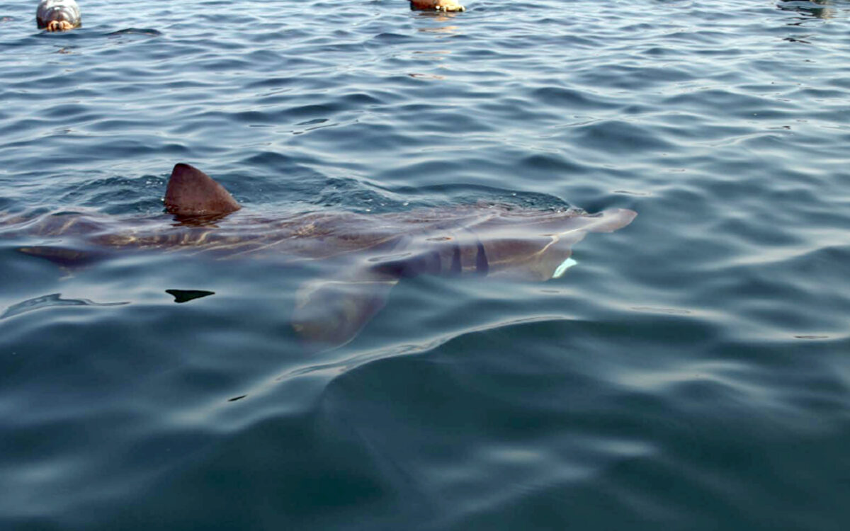 Eccezionale avvistamento nel Golfo di Trieste: spunta uno squalo elefante di 8 metri | VIDEO