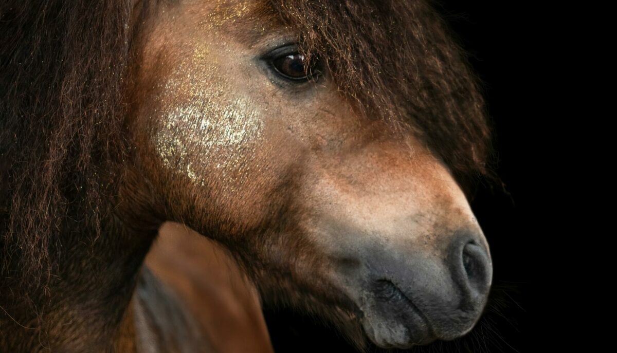 Napoli, 30enne fucilò brutalmente cavallo a Lettere: arrestato