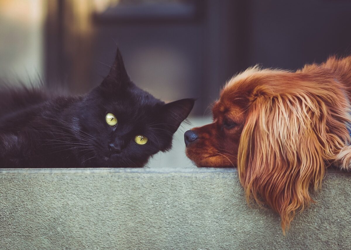 Cane e gatto possono convivere? I consigli per farli andare d’accordo