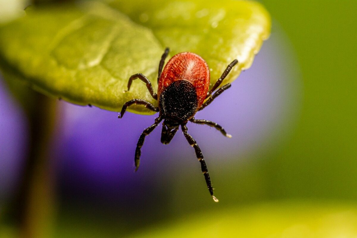 Cosa fare dopo la puntura di una zecca: sintomi e rimedi