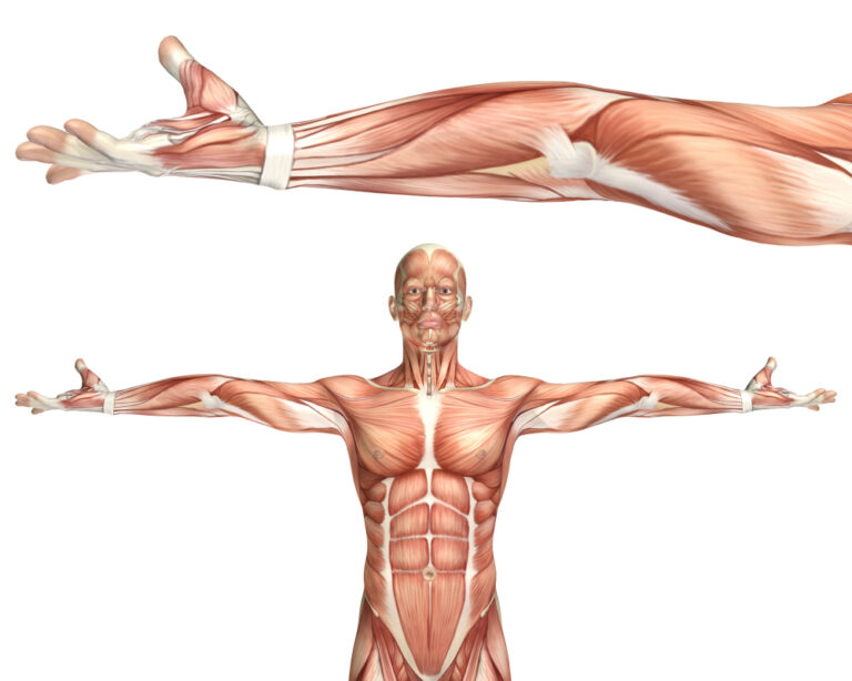 Cosa fare quando i muscoli sono deboli: tecniche e consigli