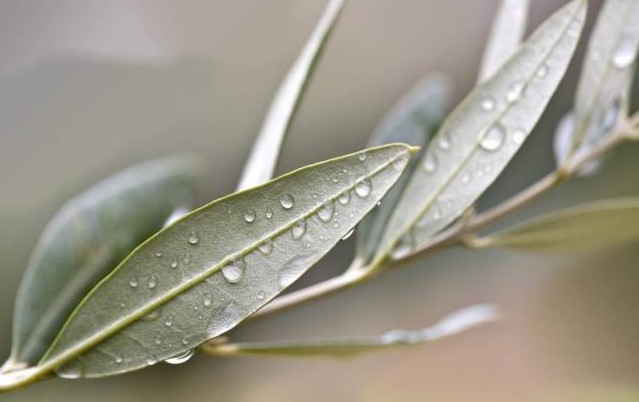 Domenica delle Palme, perché si benedice l'ulivo e non le palme?