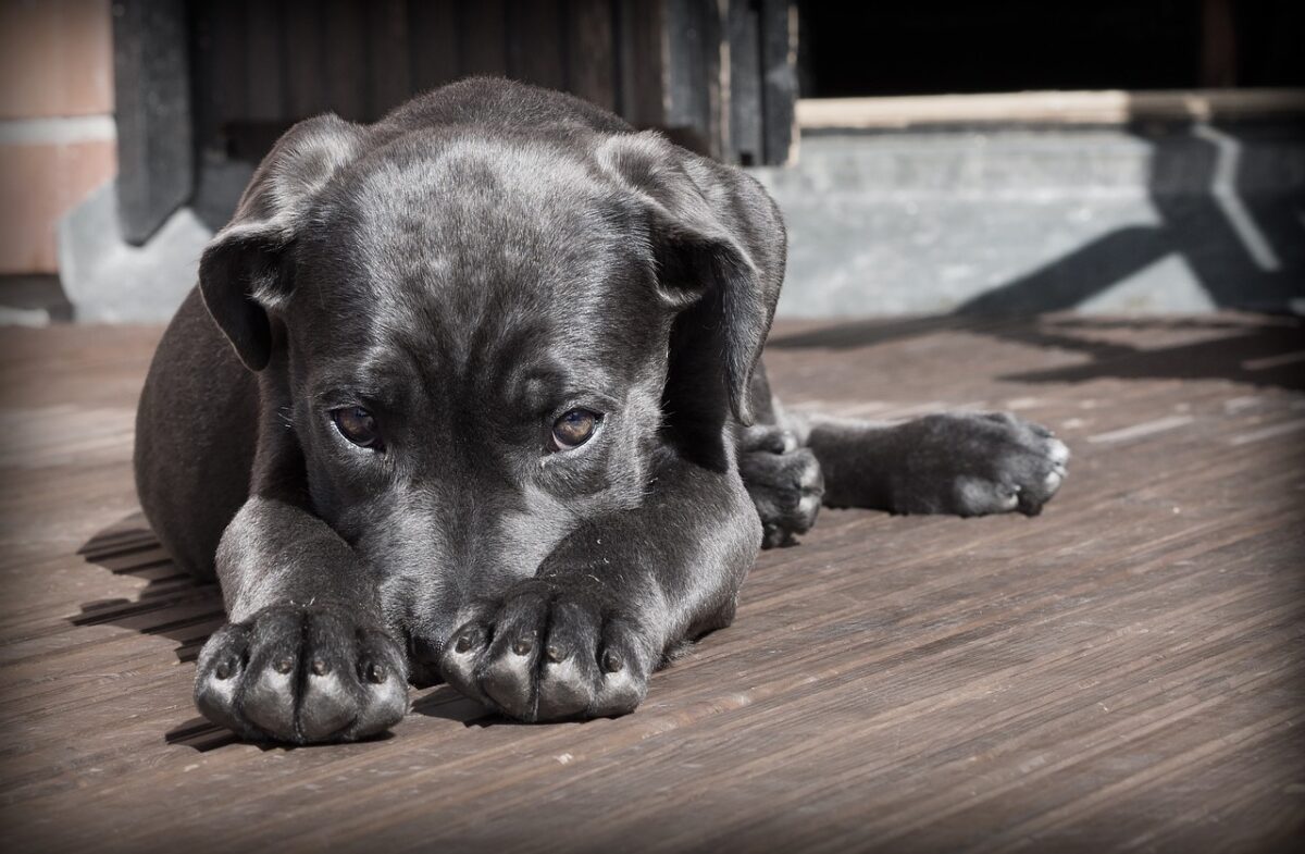 Come riconoscere i veleni per cani? Ecco cosa è letale e cosa dare a un cane avvelenato