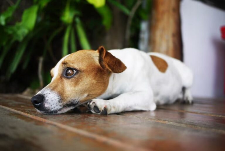 Come alleviare l'ansia da separazione del tuo cane, di cosa si tratta e quali soluzioni ci sono