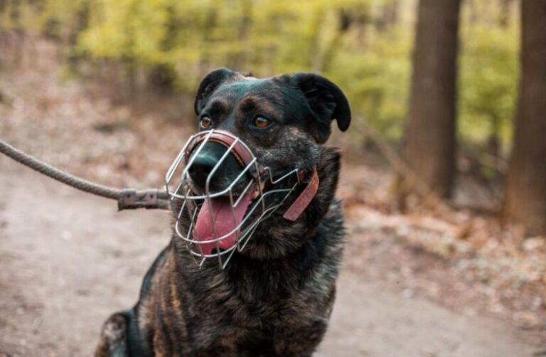 La museruola fa male al cane? Scopri se è stressante e quali sono i vantaggi e gli svantaggi