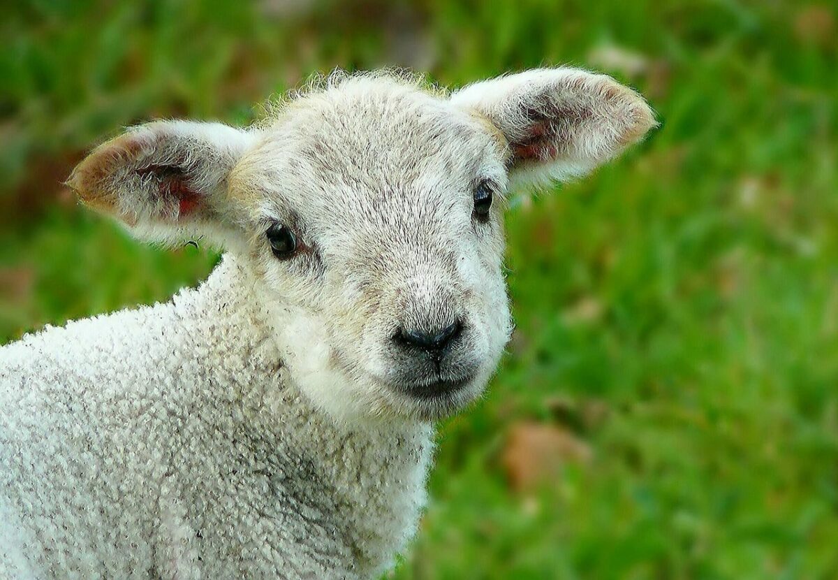 Perché non mangiare l'agnello a Pasqua? Alcuni buoni motivi per smettere di seguire la tradizione