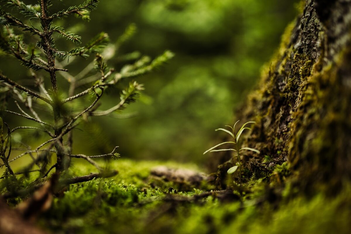 Perché si festeggia il giorno della terra? Ecco quali sono le sfide ambientali più urgenti