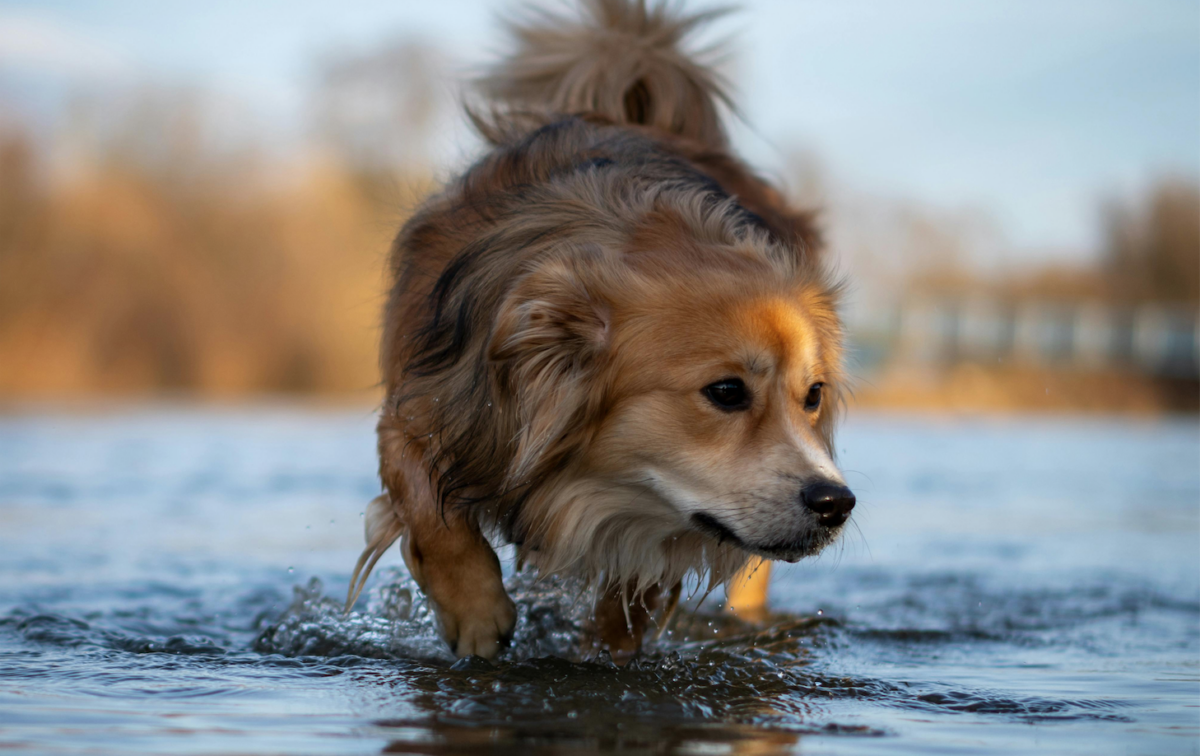 Cosa fare se il mio cane ha paura dell'acqua?