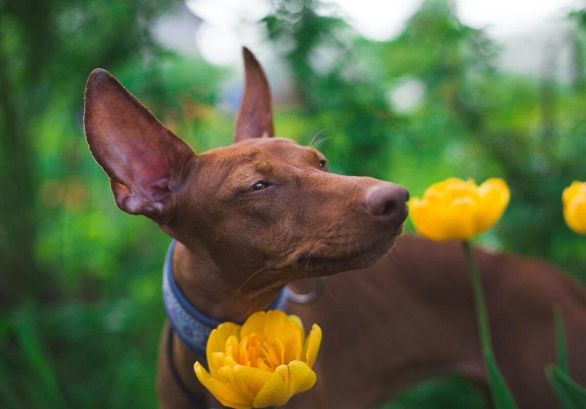 I cani soffrono di allergia al polline? Sintomi e cosa fare