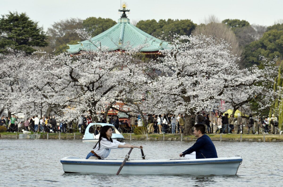 Arriva la fioritura dei ciliegi in Giappone: l'hanami 2024 a Tokyo lascia senza fiato i social | FOTO e VIDEO