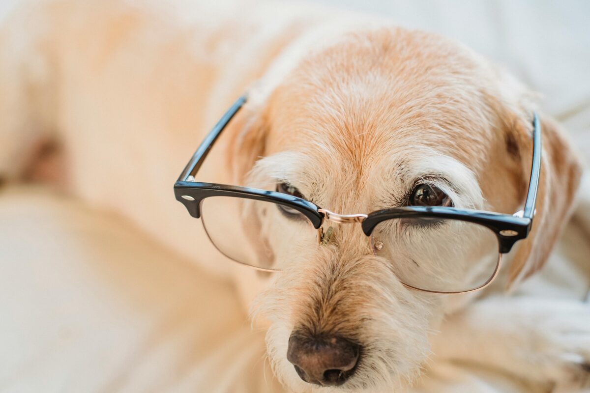 Quali sono le razze di cani più intelligenti?