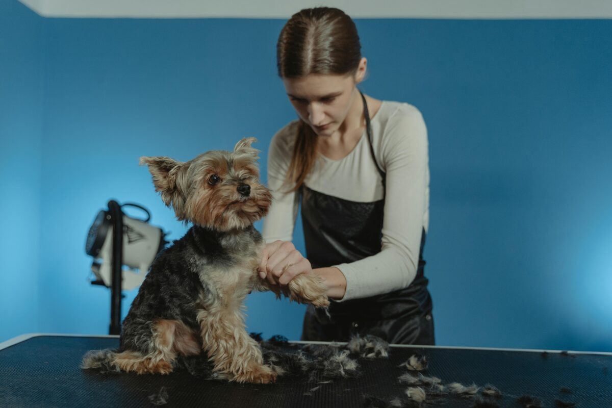 Quando tagliare il pelo del cane? Ecco il momento migliore per farlo e gli errori da evitare