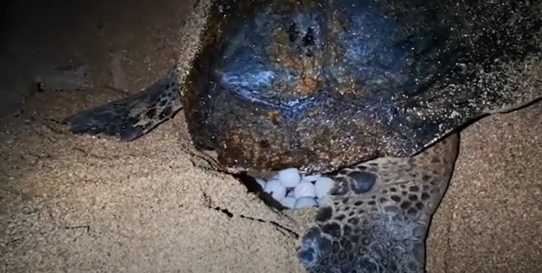 Agrigento, tartaruga marina Caretta Caretta depone uova vicino Scala dei Turchi: il video dello spettacolo sulla spiaggia di Realmonte