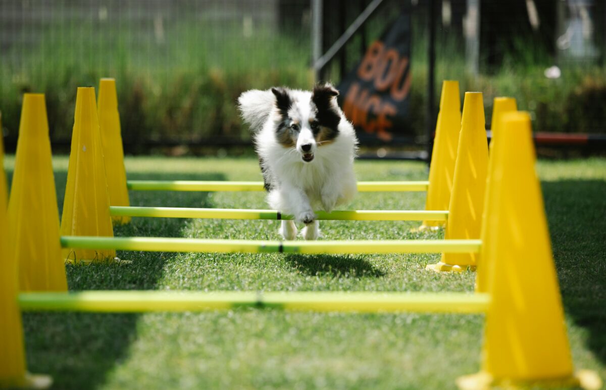 Agility dog: cos’è e dove praticarlo con il proprio cane