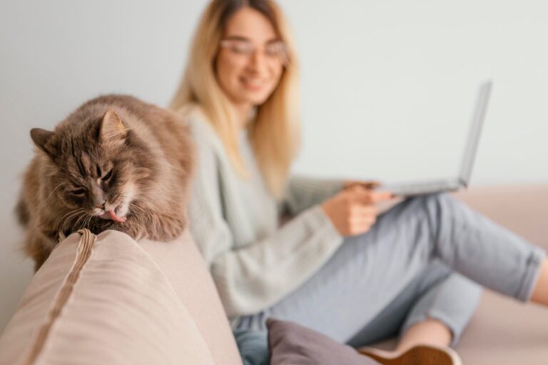 Gatti positivi all'influenza aviaria, ci sono rischi per le persone?