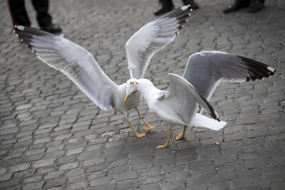 Perché ci sono tanti gabbiani a Roma? L'etologa Coppola (Earth): "Capitale troppo sporca, uccelli violenti e gli attacchi fanno male. Possono rapire i vostri animali domestici"