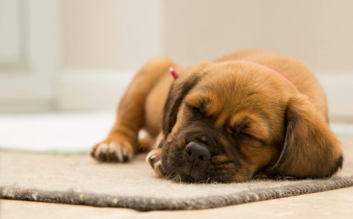 Come insegnare al cagnolino a fare la nanna?