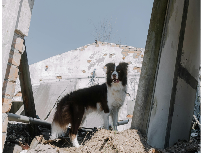 Gli animali possono prevedere un terremoto?