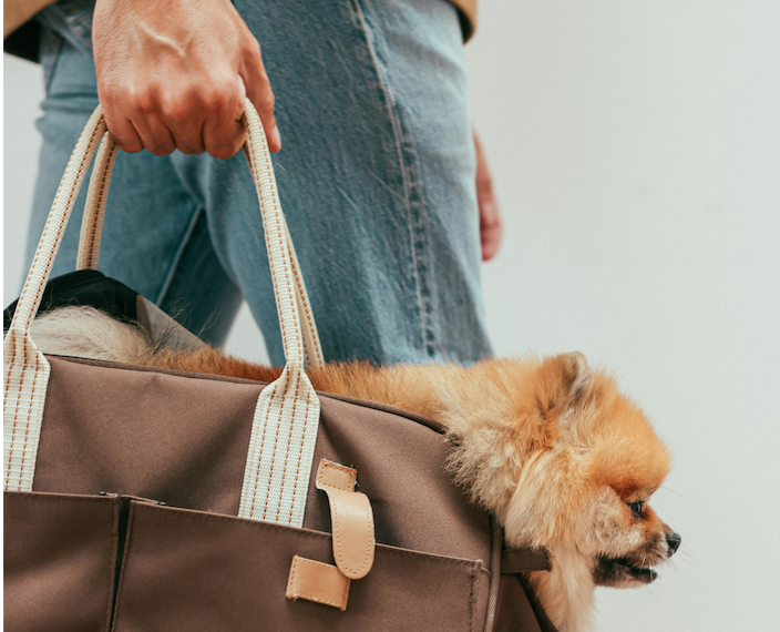 Come trasportare un cane in aereo? Ecco tutto quello che serve per un viaggio sereno