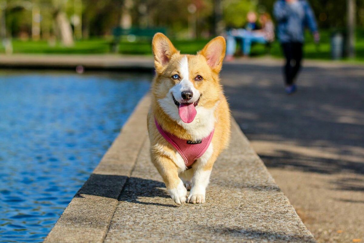 Dove lasciare il cane durante le vacanze estive? Tutte le opzioni e come prepararlo al distacco