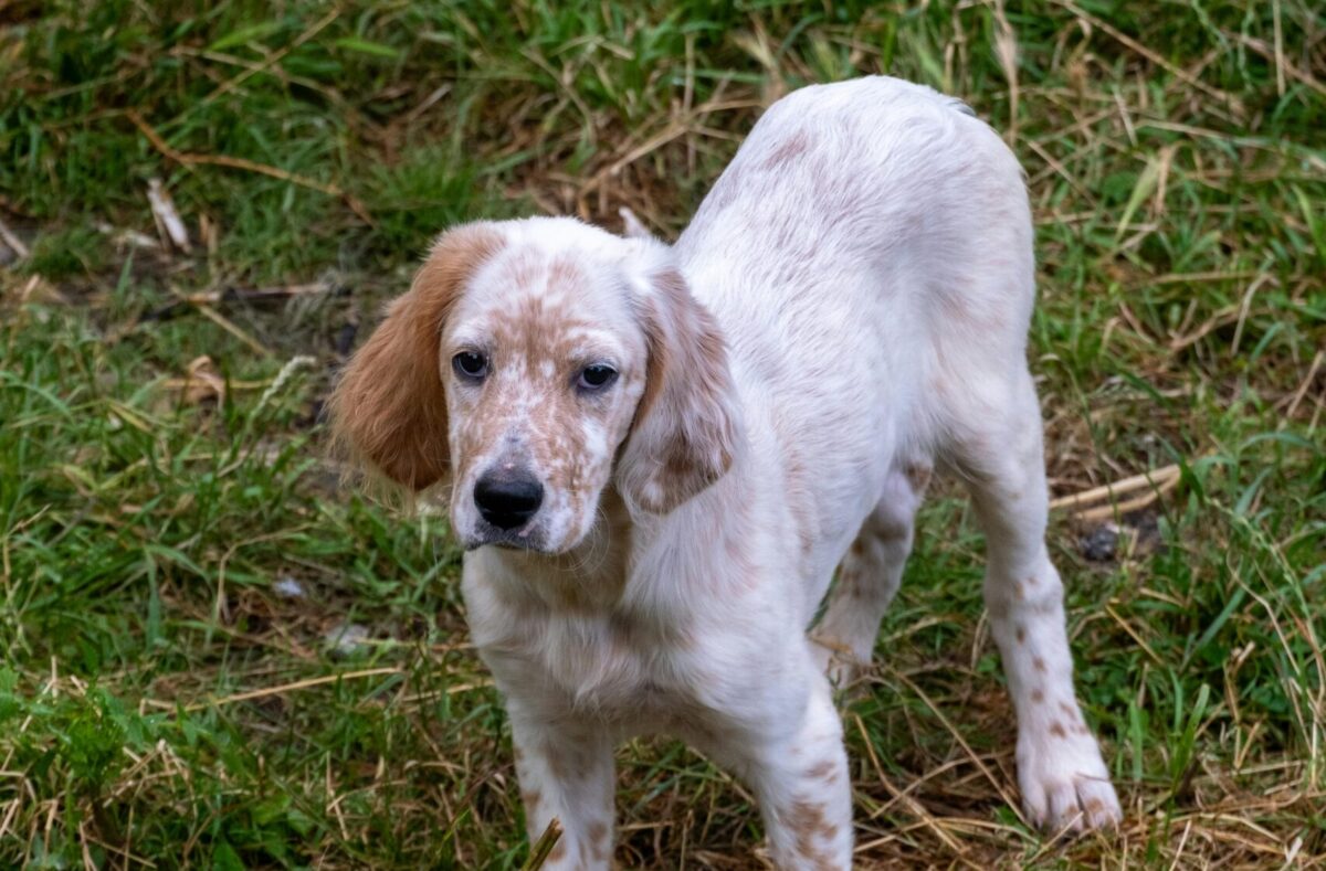 Benevento, brutale ritrovamento: cane decapitato e resti bruciati