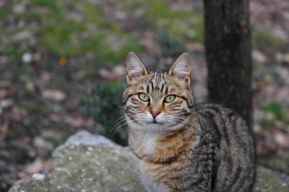 Come riconoscere un gatto europeo? Curiosità sulla razza più diffusa in Italia