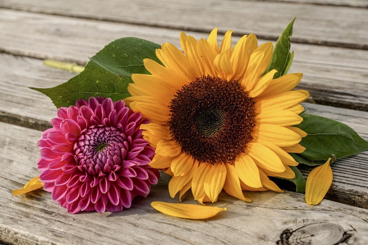 Come augurare buona Festa della Mamma alla suocera? Le frasi più belle da dedicare