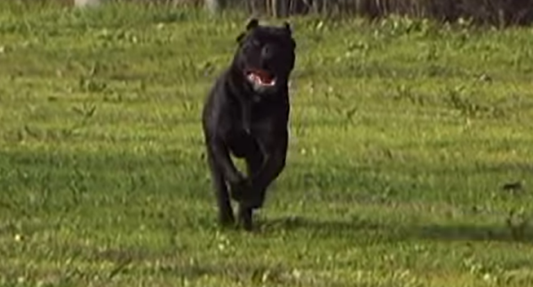 Lecce, 97enne aggredita brutalmente da un cane corso al volto e al corpo ad Alessano: è in fin di vita