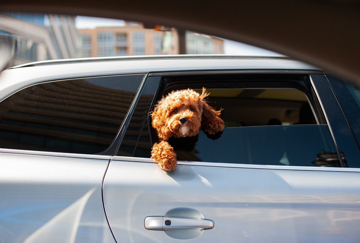 Come trasportare il cane in auto? Cosa dice la legge e i consigli per un viaggio sereno