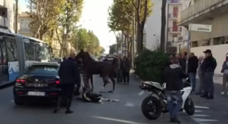 Napoli, cavallo legato a una corda e trainato da un auto in strada a Marano. Il video choc